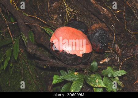 Germoglio dei Kerrii Rafflesia della famiglia rafflesia, il fiore più grande del mondo pronto a fiorire in un'altra settimana. Foto Stock