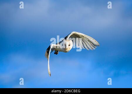 Il gufo di fienile (Tyto alba) è la specie di gufo più diffusa al mondo e una delle più diffuse di tutte le specie di uccelli. Foto Stock
