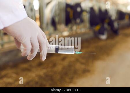 Preparazione della siringa con la mano del veterinario contro lo sfondo sfocato di capannone Foto Stock