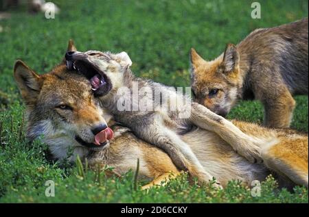 EUROPEAN WOLF Canis lupus, femmina e YOUNGS CHE STABILISCE IN ERBA Foto Stock