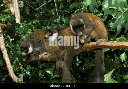 MONGOOSE LEMUR MONGOZ, GRUPPO SUL RAMO CONTRO IL VERDE FOGLIAME Foto Stock