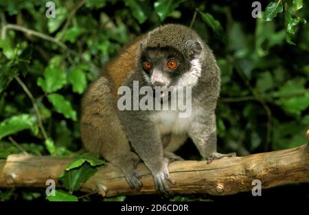 MONGOOSE LEMUR lemur mongoz, adulti sul ramo Foto Stock