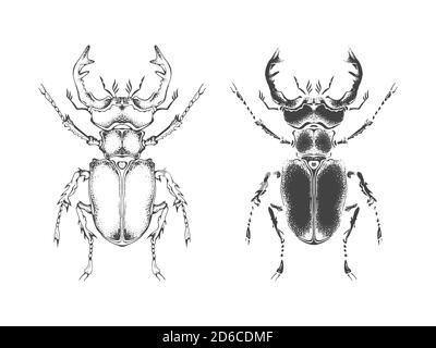 Illustrazione vettoriale con il beetle dello stag disegnato a mano. Due varianti di insetto: Profilo e silhouette. In stile realistico. Isolato su sfondo. Illustrazione Vettoriale