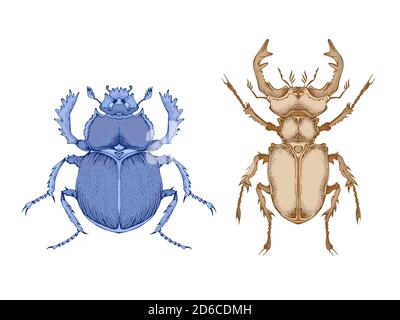 Illustrazione vettoriale con due insetti disegnati a mano: Scarabeo e scarabeo. Immagine a colori con stile realistico. Isolato su sfondo. Illustrazione Vettoriale