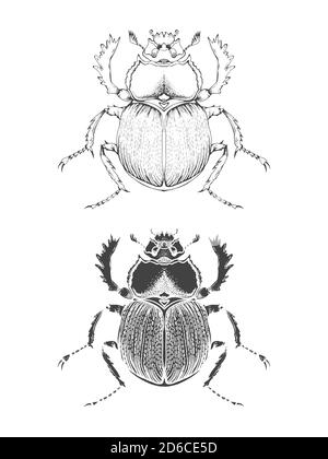 Illustrazione vettoriale con scarabeo disegnato a mano. Due varianti di insetto: Profilo e silhouette. In stile realistico. Isolato su sfondo. Illustrazione Vettoriale