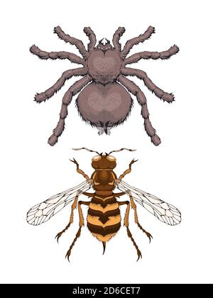 Illustrazione vettoriale con due insetti disegnati a mano: Tarantula ragno e vespa. Immagine a colori con stile realistico. Isolato su sfondo. Illustrazione Vettoriale