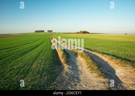 Lunga strada sterrata attraverso campi verdi, alberi all'orizzonte Foto Stock