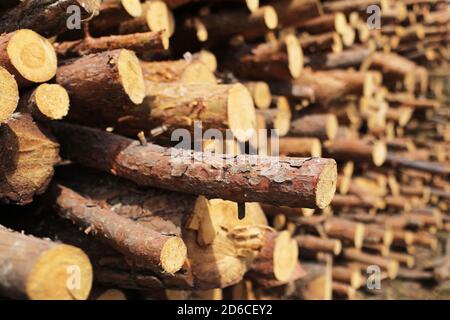 mazzo di alberi abbattuto vicino a un sito di registrazione. fuoco selettivo Foto Stock