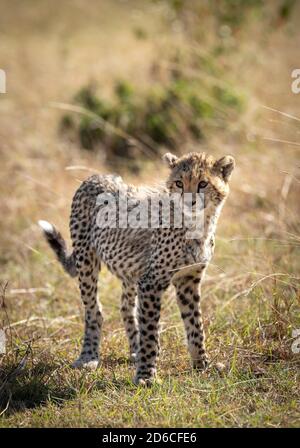 Ritratto verticale di un cub ghepardo illuminato di mattina Luce a Masai Mara in Kenya Foto Stock