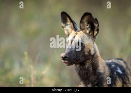 Ritratto orizzontale di un cane da caccia adulto che guarda la preda Sangue sulla sua bocca nel fiume Khwai Okavango Delta in Botswana Foto Stock