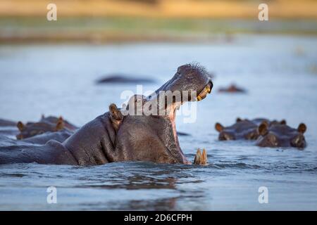 Ippona in piedi in acqua con la bocca aperta che mostra giallo Denti e tusk alla luce del mattino nel fiume Chobe in Botswana Foto Stock