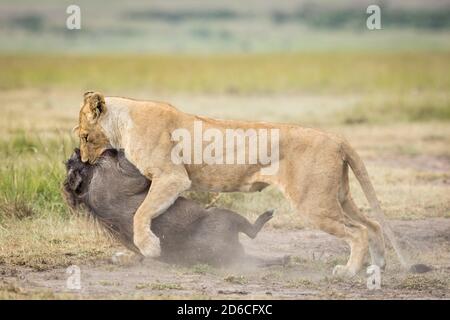 Il leone femminile uccide un warthog in Masai Mara trascinandolo Dal suo collo in Kenya Foto Stock