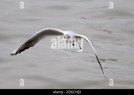 Tern in volo sul fiume Douro, a nord del Portogallo Foto Stock