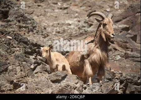 Pecora barbarare adulta (Ammotragus lervia) su una roccia con un agnello Foto Stock