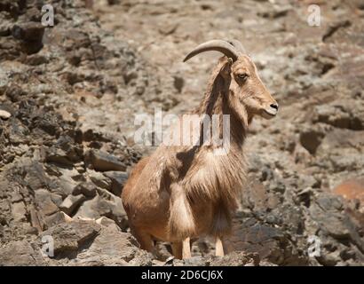 Pecora barbarbarica adulta (Ammotragus lervia) su una roccia Foto Stock