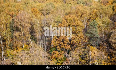 vista panoramica della lussureggiante foresta mista colorata in autunno soleggiato giorno Foto Stock