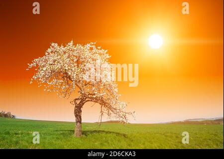 Il tramonto mozzafiato e vivace sull'albero di mele in fiore nella molla Foto Stock