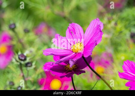 Garden Cosmos (Cosmos bipinnatus, Mexican aster), una pianta erbacea fiorente con fiori di malva / rosa in autunno nel Sussex occidentale, Inghilterra, Regno Unito. Foto Stock