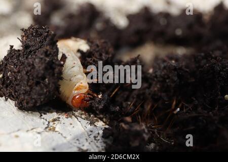 Primo piano di larva del scarafeo (lat. Melolontha) in muffa marrone. Foto Stock