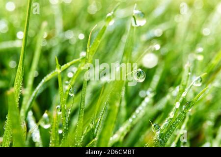 Macro di erba verde fresca con gocce di rugiada al mattino presto. Natura sfondo. Foto Stock