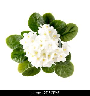 Fiori viola bianchi isolati su sfondo bianco. Vista dall'alto. Tracciato di ritaglio Foto Stock