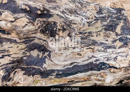 Driftwood su una spiaggia Foto Stock