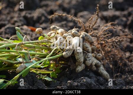 Arachidi fresche con radici Foto Stock