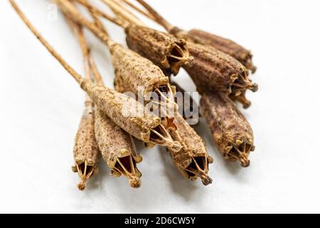 Closeup di semi di papavero gallese marrone secco su sfondo bianco. Foto Stock
