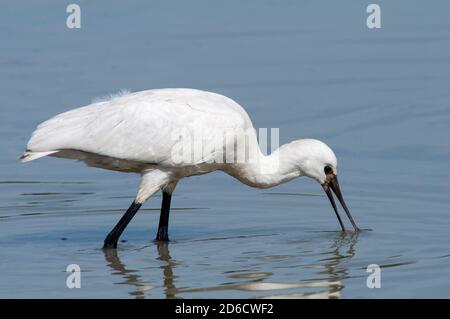 Spatola eurasiatica, Platalea leucorodia, foraggio adulto in acque poco profonde in zone umide. Foto Stock