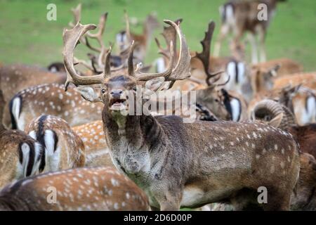 Haltern, NRW, Germania. 16 Ott 2020. Un soffietto di fallow buck (maschio). I cervi sika, i daini e i cervi rossi della riserva naturale di Granat mostrano tutti i comportamenti di recruzioni stagionali al sole di ottobre, competendo per l'attenzione delle femmine nella loro mandria. I cervi vivono in un ambiente semi-selvaggio in praterie e foreste. Credit: Imageplotter/Alamy Live News Foto Stock