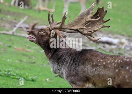 Haltern, NRW, Germania. 16 Ott 2020. Un soffietto di fallow buck (maschio). I cervi sika, i daini e i cervi rossi della riserva naturale di Granat mostrano tutti i comportamenti di recruzioni stagionali al sole di ottobre, competendo per l'attenzione delle femmine nella loro mandria. I cervi vivono in un ambiente semi-selvaggio in praterie e foreste. Credit: Imageplotter/Alamy Live News Foto Stock