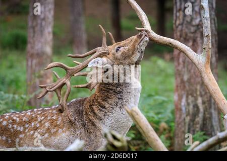 Haltern, NRW, Germania. 16 Ott 2020. Un capriolo di daino (maschio) sfrega su un ramo dell'albero. I cervi sika, i daini e i cervi rossi della riserva naturale di Granat mostrano tutti i comportamenti di recruzioni stagionali al sole di ottobre, competendo per l'attenzione delle femmine nella loro mandria. I cervi vivono in un ambiente semi-selvaggio in praterie e foreste. Credit: Imageplotter/Alamy Live News Foto Stock