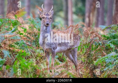 Haltern, NRW, Germania. 16 Ott 2020. Un carino giovane cervo sika stag. I cervi sika, i daini e i cervi rossi della riserva naturale di Granat mostrano tutti i comportamenti di recruzioni stagionali al sole di ottobre, competendo per l'attenzione delle femmine nella loro mandria. I cervi vivono in un ambiente semi-selvaggio in praterie e foreste. Credit: Imageplotter/Alamy Live News Foto Stock