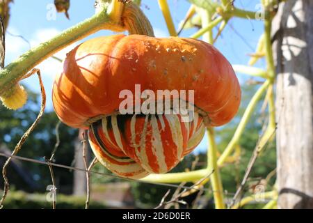 Una zucca turbante che cresce all'esterno sulla vite Foto Stock