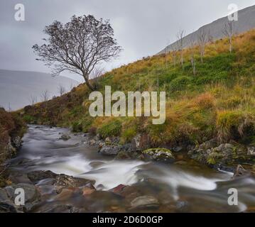 Lunga esposizione di ruscello che passa attraverso l'albero solato su una collina a Carifran Wildwood, ai confini scozzesi. Foto Stock