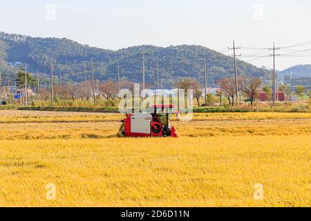 Incheon, Corea del Sud - 12 ottobre 2020. Coltivazione tradizionale del riso coreana. Macchina per la raccolta su campo del riso. Campi di riso coreani. Foto Stock