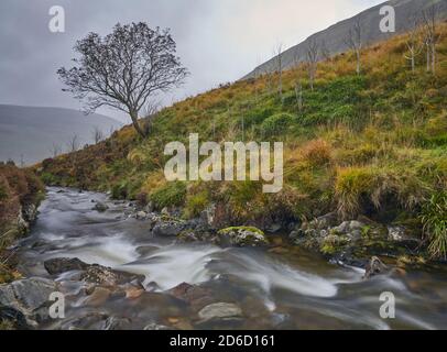 Lunga esposizione di ruscello che passa attraverso l'albero solato su una collina a Carifran Wildwood, ai confini scozzesi. Foto Stock