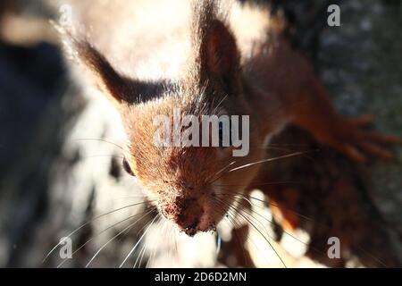 Un primo piano di uno scoiattolo rosso nel nord-est dell'Inghilterra. Foto Stock