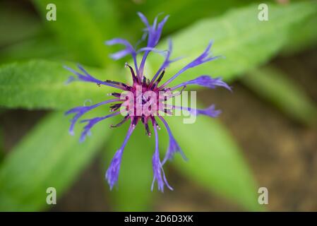 Cornflower in un giardino, Chipping, Preston, Lancashire, Regno Unito Foto Stock
