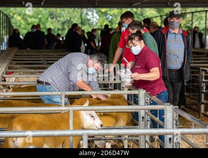 Maschere indossate come precauzioni Caronavirus in un mercato del bestiame, Galles. REGNO UNITO Foto Stock