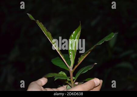 Piantine di mandorle indiane Foto Stock