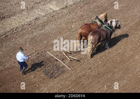 06.04.2019, Glasten, Sassonia, Germania - Farmer si affida al suo campo con l'aiuto di due cavalli a sangue freddo. 00S190406D219CAROEX.JPG [VERSIONE MODELLO: NO, PR Foto Stock