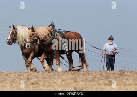 06.04.2019, Glasten, Sassonia, Germania - UN agricoltore strena il suo campo con l'aiuto di due cavalli a sangue freddo. 00S190406D241CAROEX.JPG [VERSIONE DEL MODELLO: NO Foto Stock