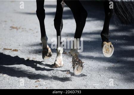 21.05.2020, Hannover, bassa Sassonia, Germania - Vista dettagliata, zampe di cavallo che gallopano su ghiaia. 00S200521D410CAROEX.JPG [VERSIONE DEL MODELLO: NON APPLICABILE, P Foto Stock