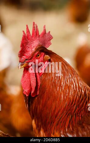 11.09.2020, Kamp-Lintfort, Renania Settentrionale-Vestfalia, Germania - Oekolandbau NRW, polli biologici, polli liberi vivono su Bioland Farm tutto l'anno Roun Foto Stock