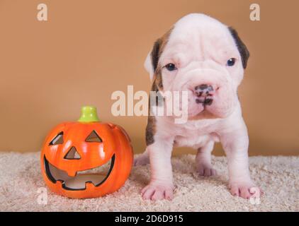 Cucciolo di Bulldog americano e zucca arancione Foto Stock