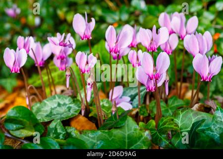 Un grappolo di delicati ciclamini di colore da rosa a porpora, ererifolio ciclamato, in fiore tra foglie d'edera Foto Stock