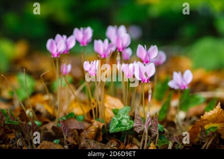 Un grappolo di delicati ciclamini di colore da rosa a porpora, ererifolio ciclamato, in fiore tra foglie d'edera Foto Stock