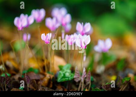 Un grappolo di delicati ciclamini di colore da rosa a porpora, ererifolio ciclamato, in fiore tra foglie d'edera Foto Stock