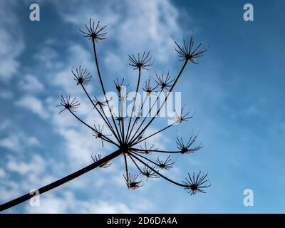 carota selvaggia, carota di daucus contro un bel cielo blu con nuvola spionata Foto Stock